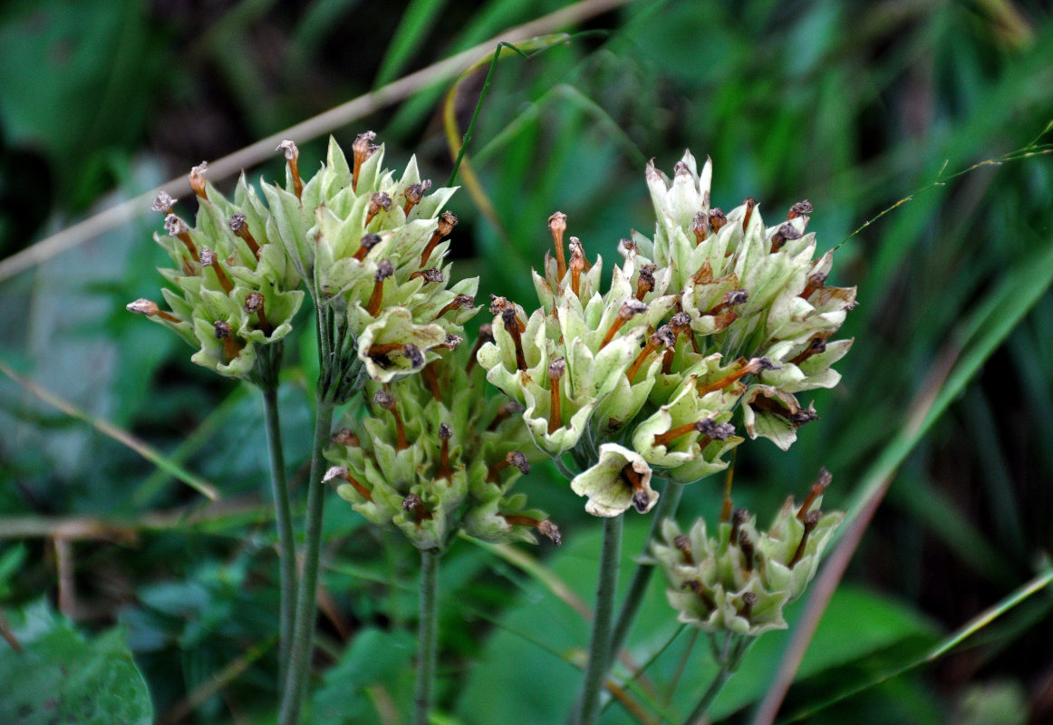 Image of Primula macrocalyx specimen.