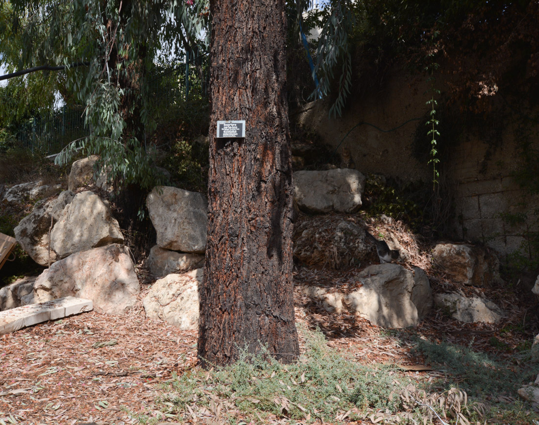 Image of Eucalyptus sideroxylon specimen.