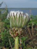 род Taraxacum. Соплодие. Татарстан, Зеленодольский р-н, Свияжск, у обрыва. 29.08.2020.