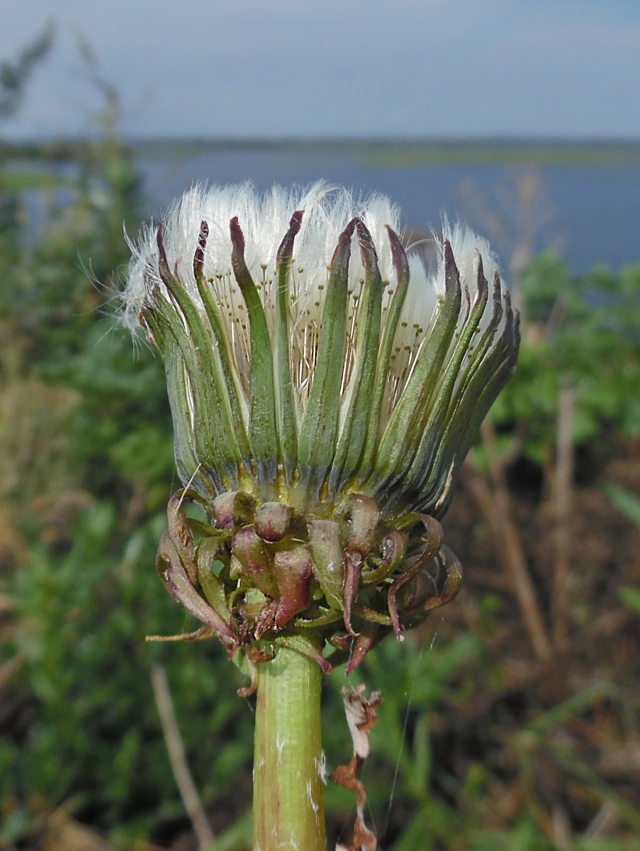 Image of genus Taraxacum specimen.