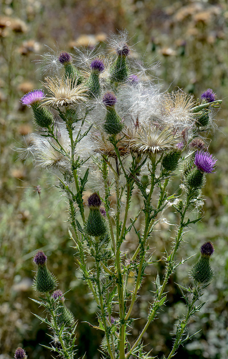 Image of Cirsium vulgare specimen.