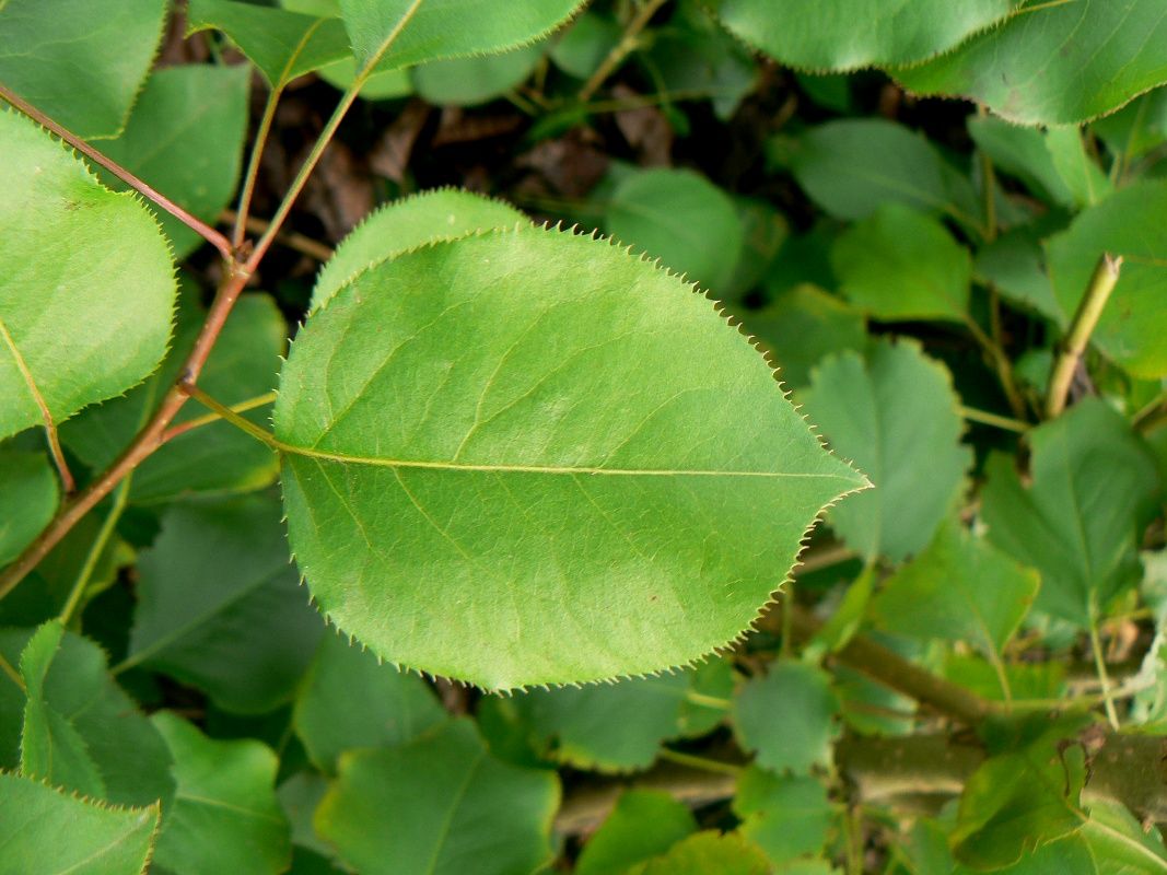 Изображение особи Pyrus ussuriensis.