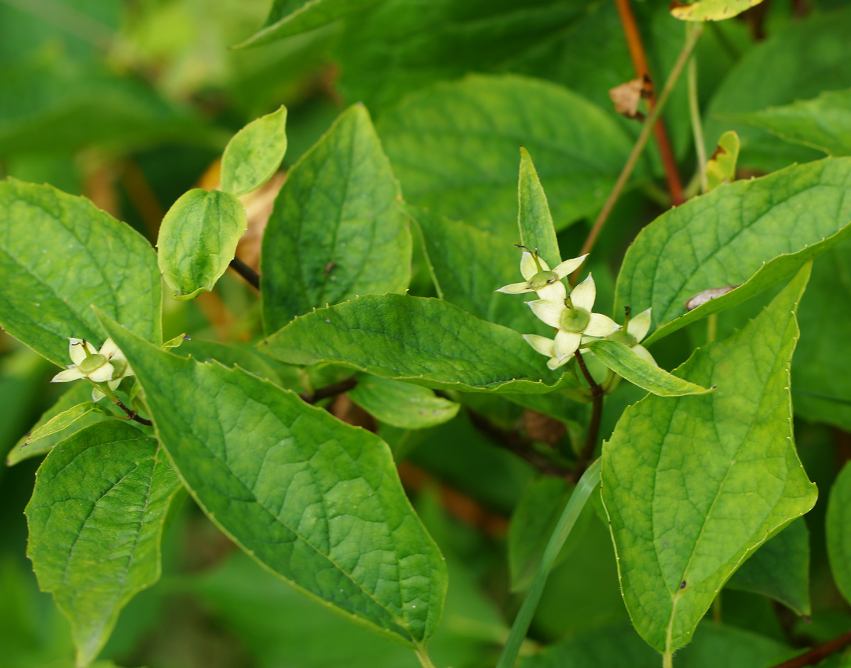 Изображение особи род Philadelphus.