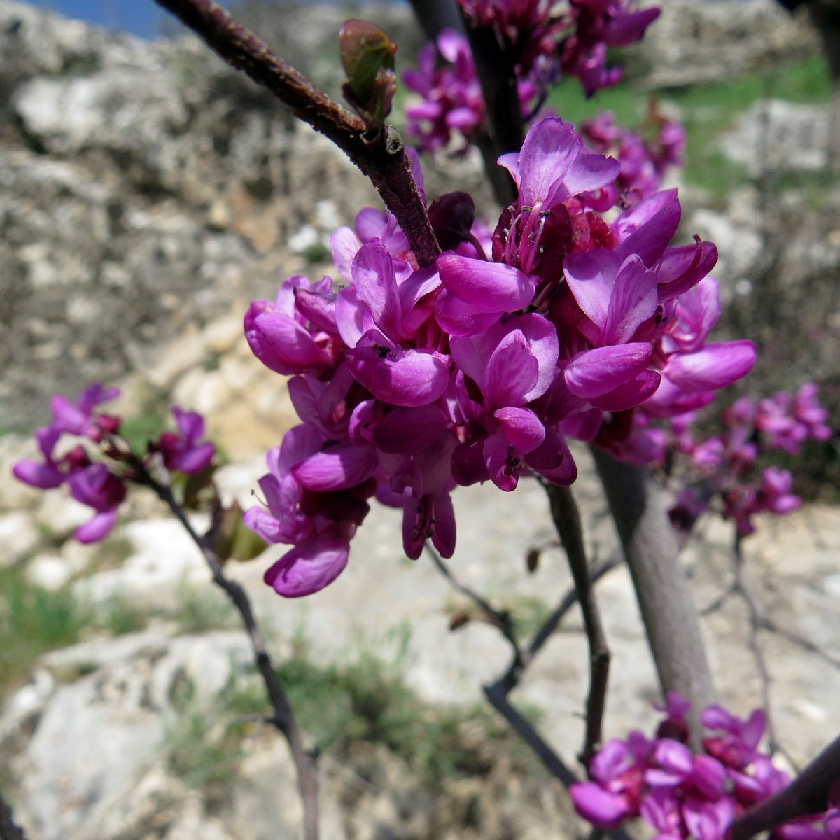 Image of Cercis griffithii specimen.