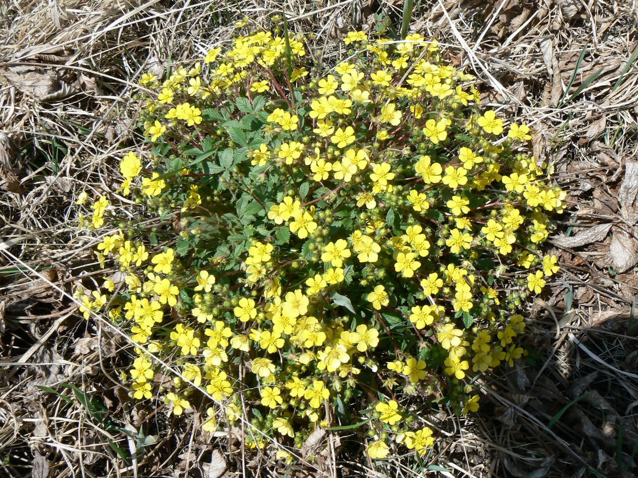 Image of genus Potentilla specimen.