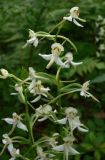 Platanthera chlorantha. Верхняя часть соцветия. Новгородская обл., Окуловский р-н, окр. дер. Заручевье, бывшая усадьба \"Матвейково\". 26.06.2007.