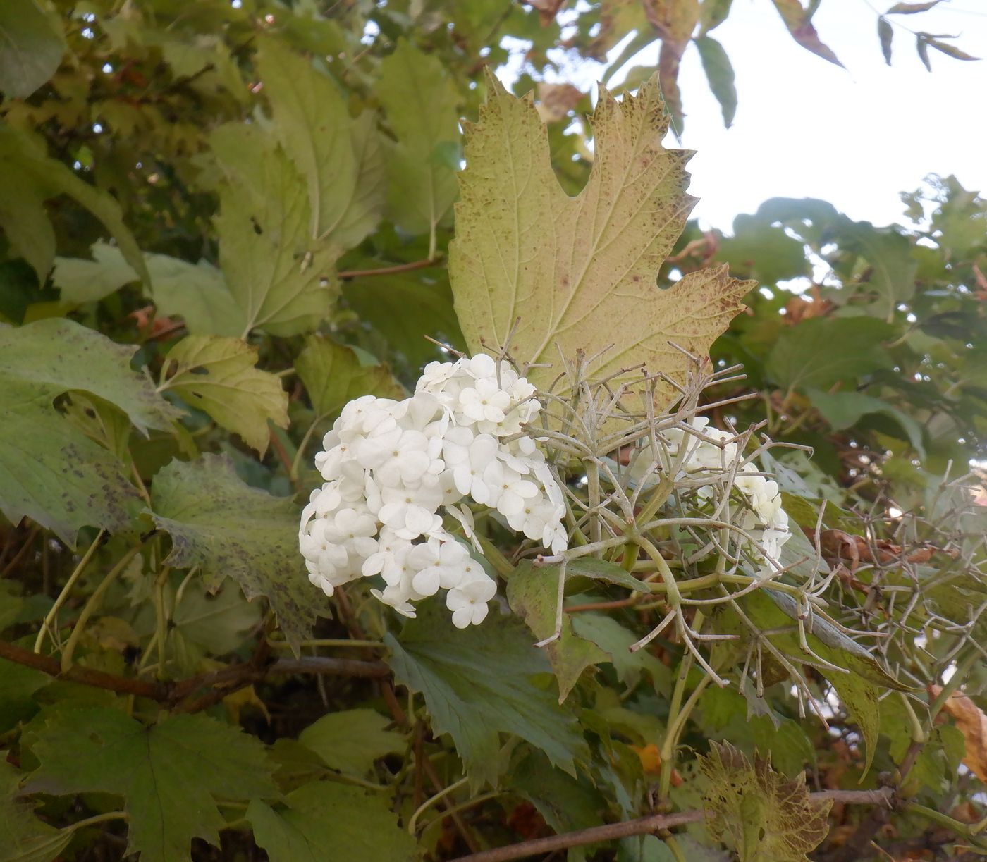Image of Viburnum opulus f. roseum specimen.