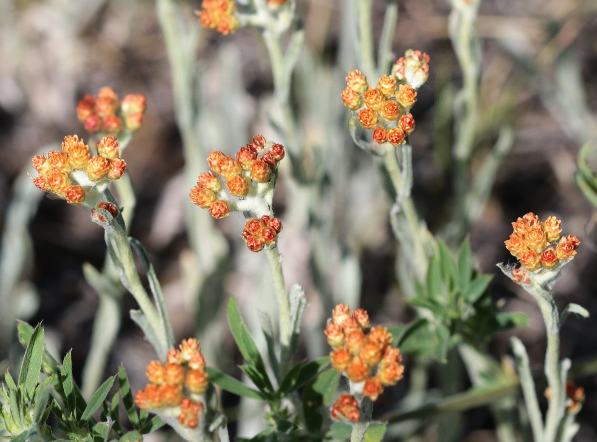 Image of Helichrysum arenarium specimen.