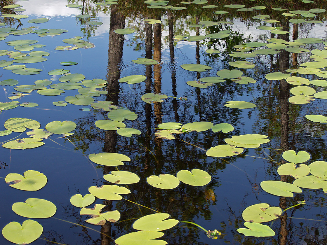 Image of Nuphar lutea specimen.