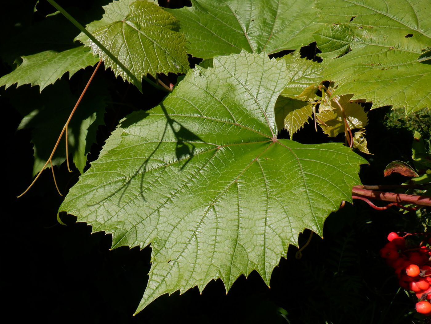 Image of genus Vitis specimen.