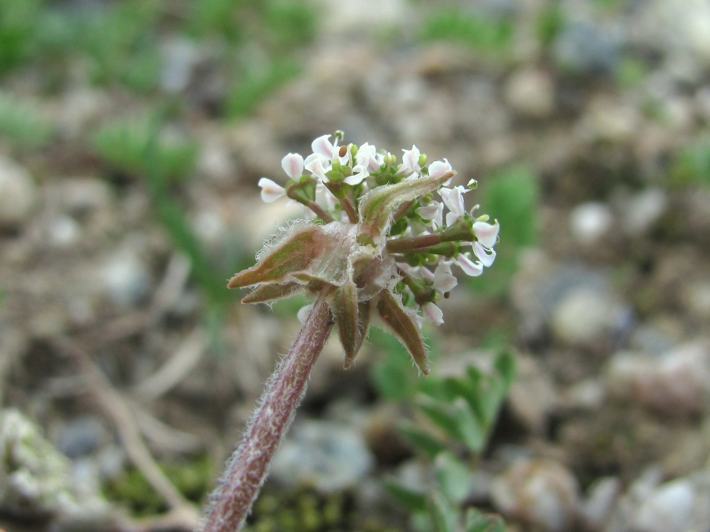 Изображение особи Chaerophyllum humile.