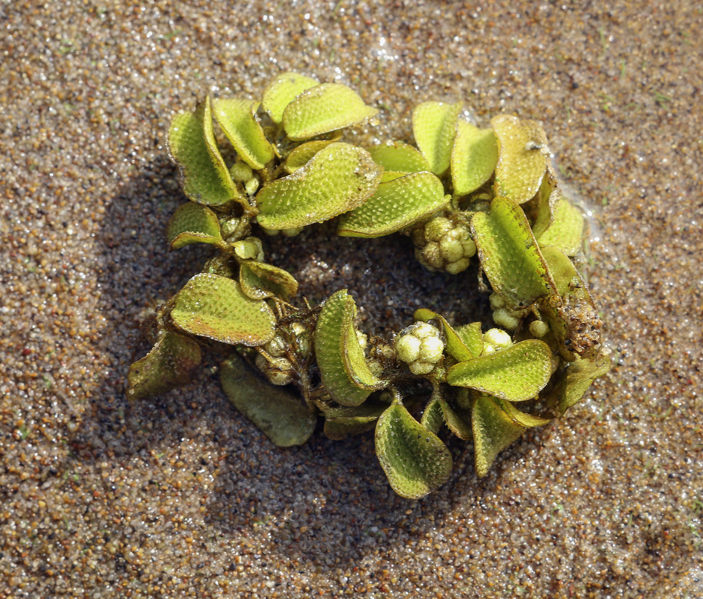 Image of Salvinia natans specimen.