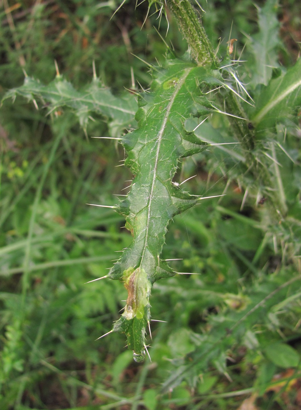 Image of Cirsium echinus specimen.