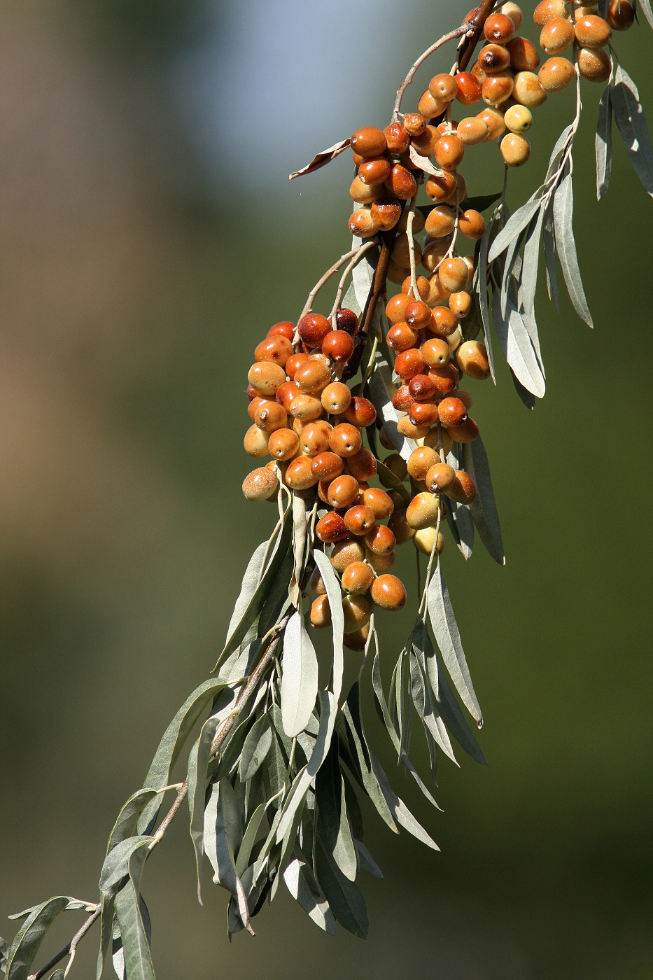 Image of Elaeagnus angustifolia specimen.