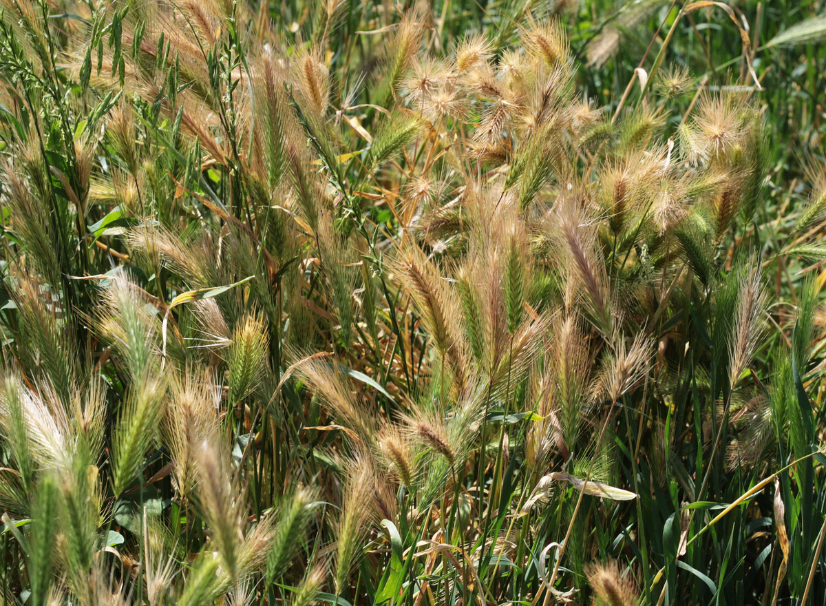 Изображение особи Hordeum murinum.