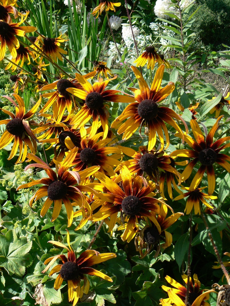 Изображение особи Rudbeckia hirta.