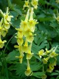 Corydalis bracteata