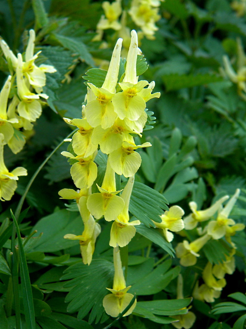 Image of Corydalis bracteata specimen.