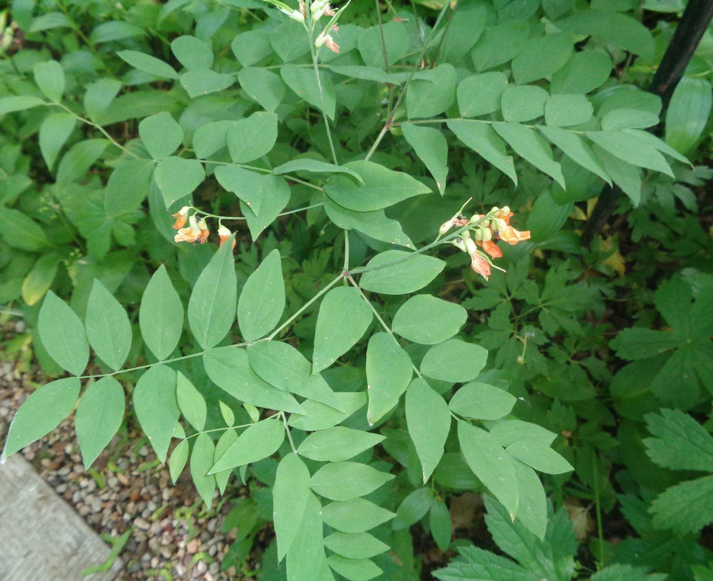 Image of Lathyrus laevigatus specimen.