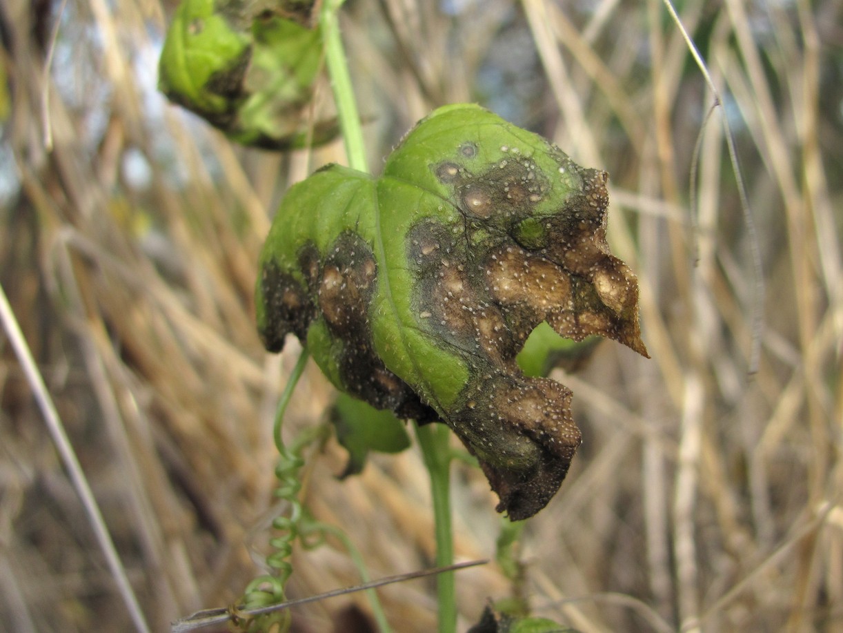 Image of Bryonia alba specimen.