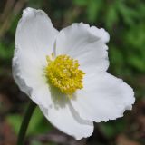 Anemone sylvestris