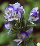Aconitum taigicola. Соцветие. Приморский край, Лазовский р-н, Лазовский заповедник, 1 км Ю кордона Америка. 17.08.2009.