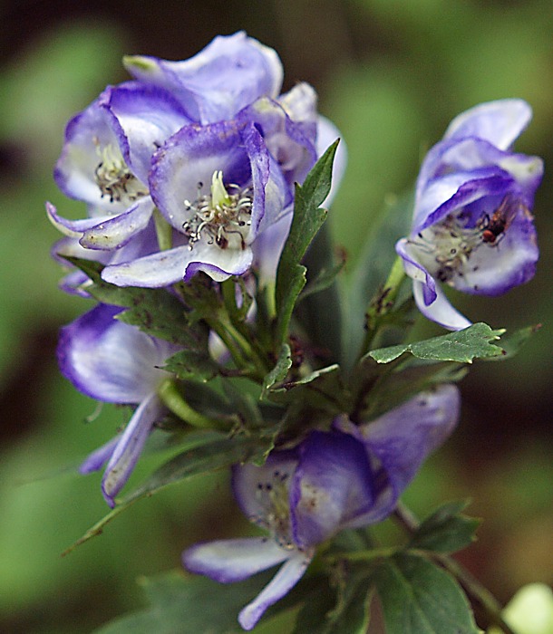 Изображение особи Aconitum taigicola.