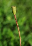 Papaver amurense