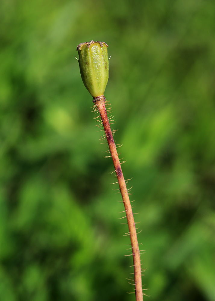 Изображение особи Papaver amurense.