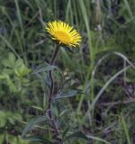 род Inula