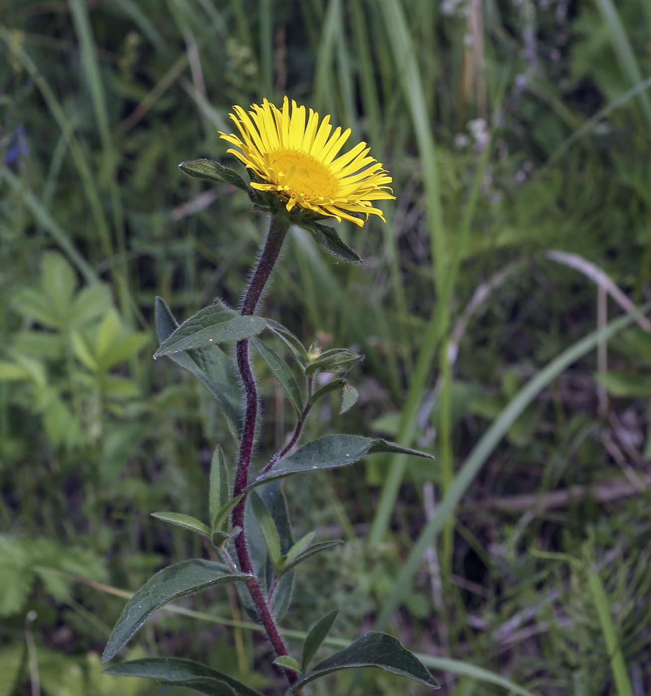Изображение особи род Inula.