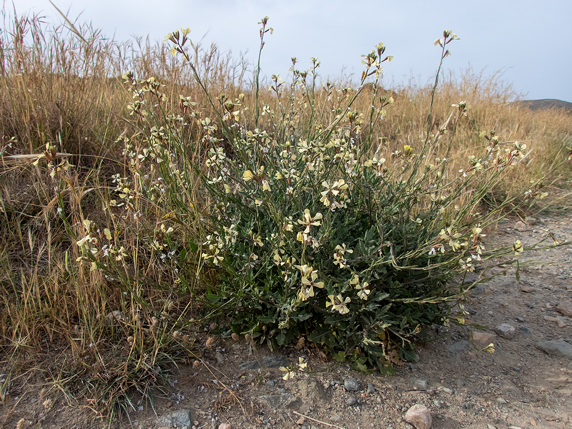 Изображение особи Eruca sativa.