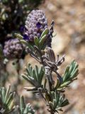 Lavandula stoechas