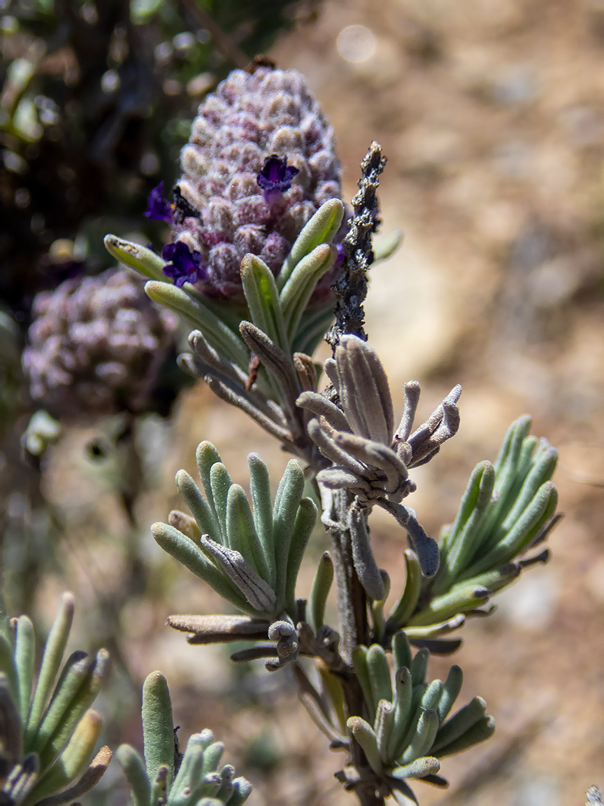 Изображение особи Lavandula stoechas.