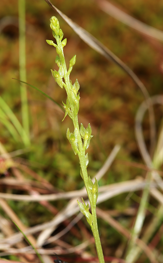 Image of Hammarbya paludosa specimen.
