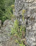 Potentilla longifolia