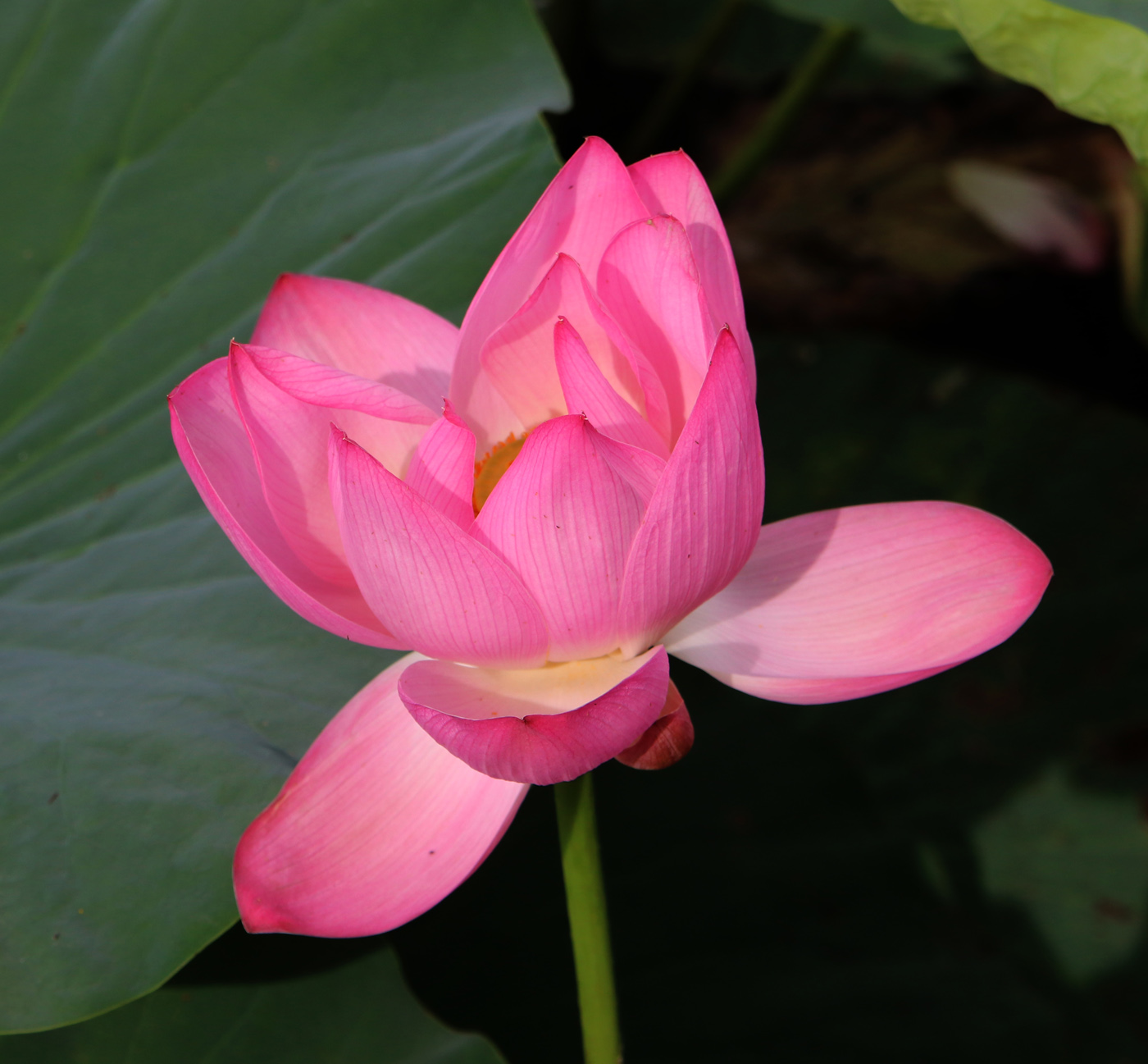 Image of Nelumbo komarovii specimen.
