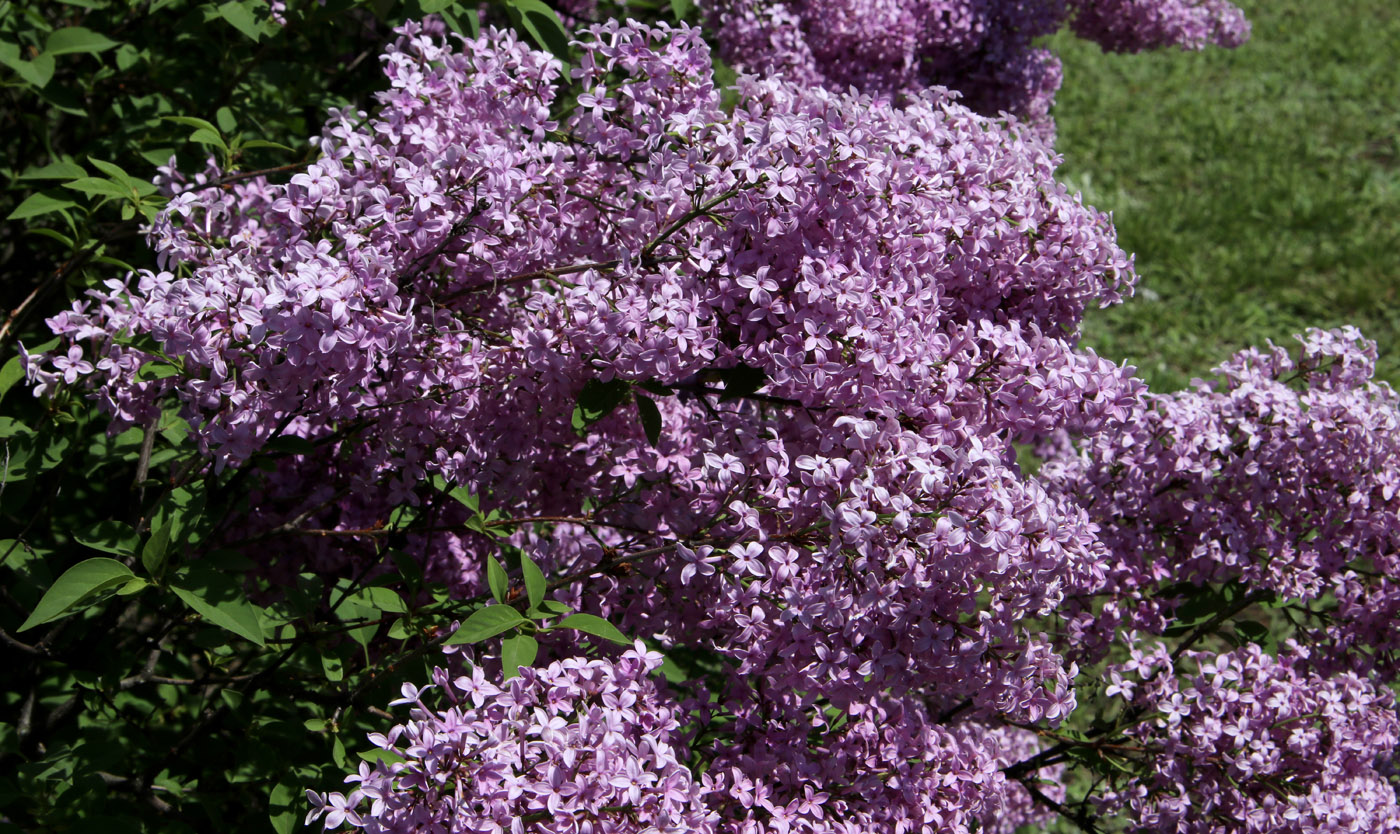 Image of Syringa &times; chinensis specimen.