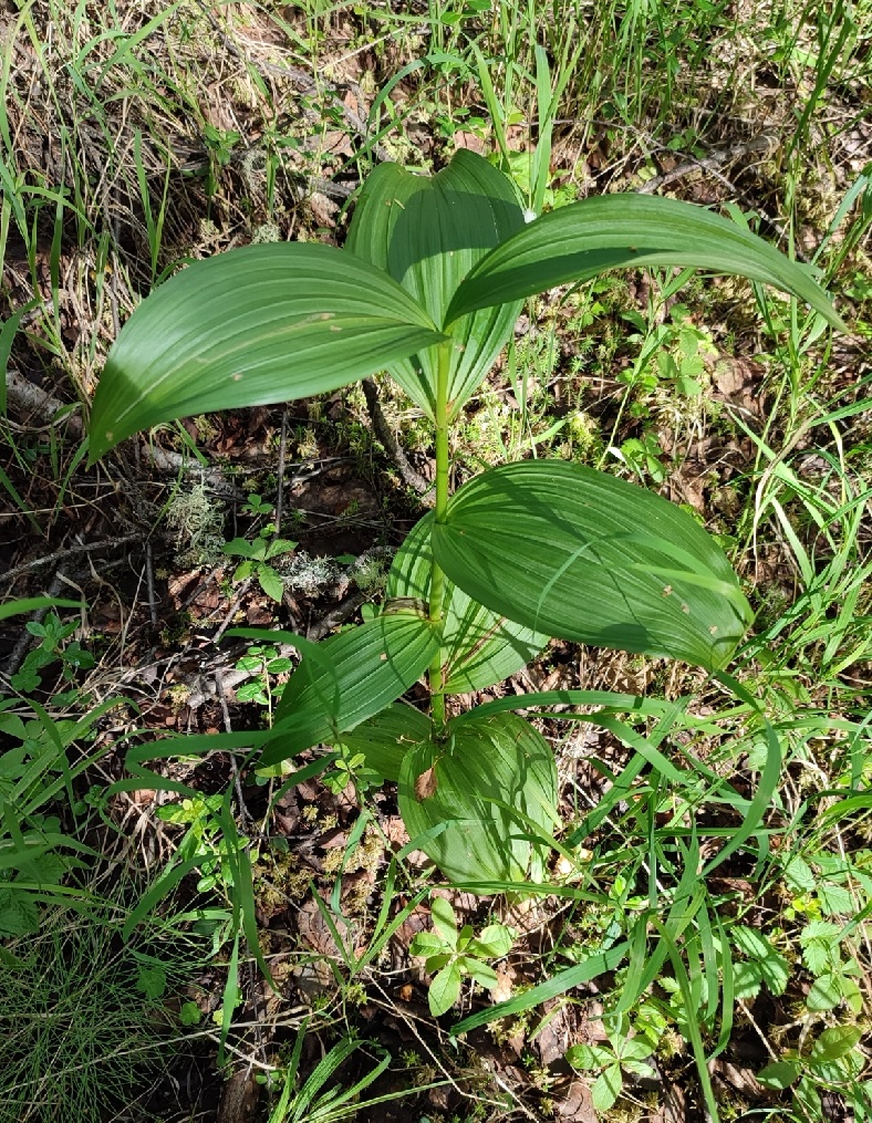 Image of Veratrum lobelianum specimen.