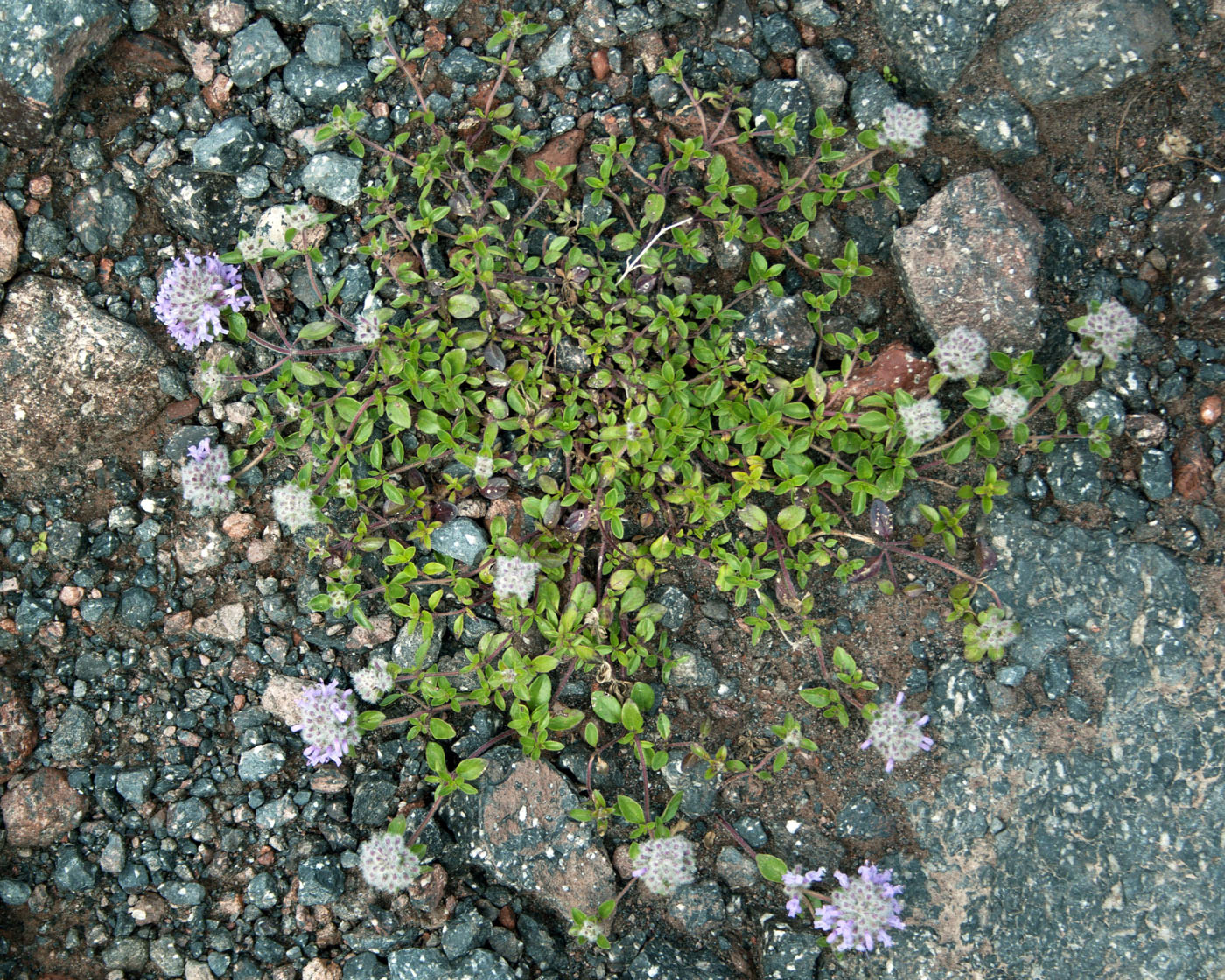 Image of Ziziphora puschkinii specimen.