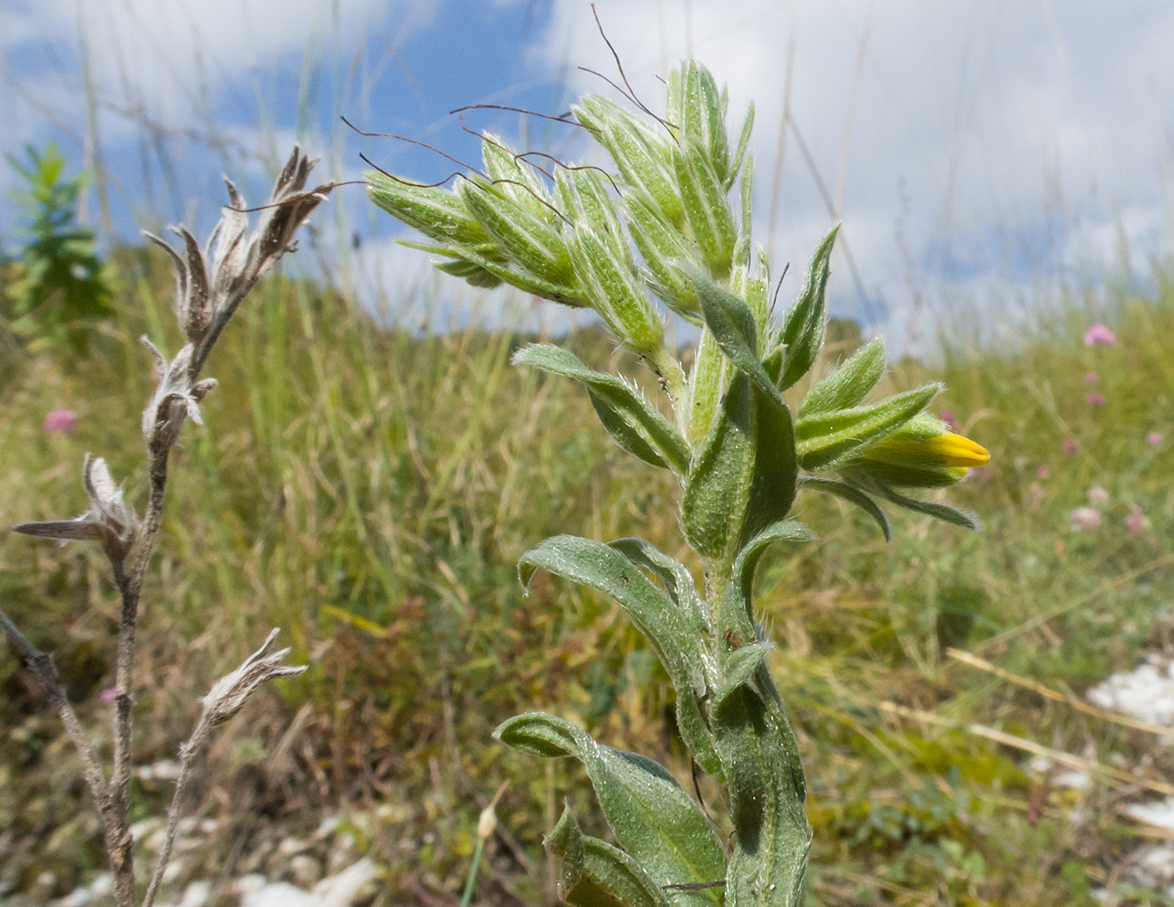 Image of Onosma taurica specimen.