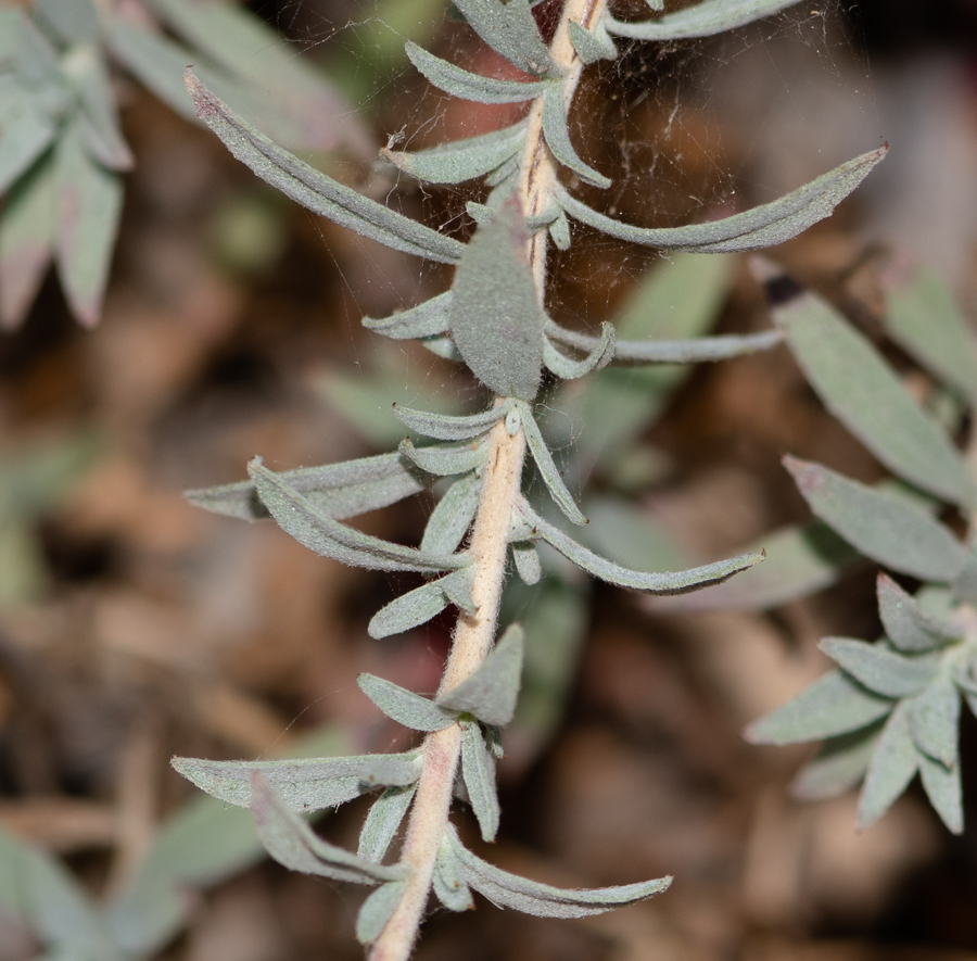 Image of Epilobium canum specimen.