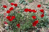 genus Papaver. Цветущие и плодоносящие растения. Израиль, лес Бен-Шемен. 26.04.2019.