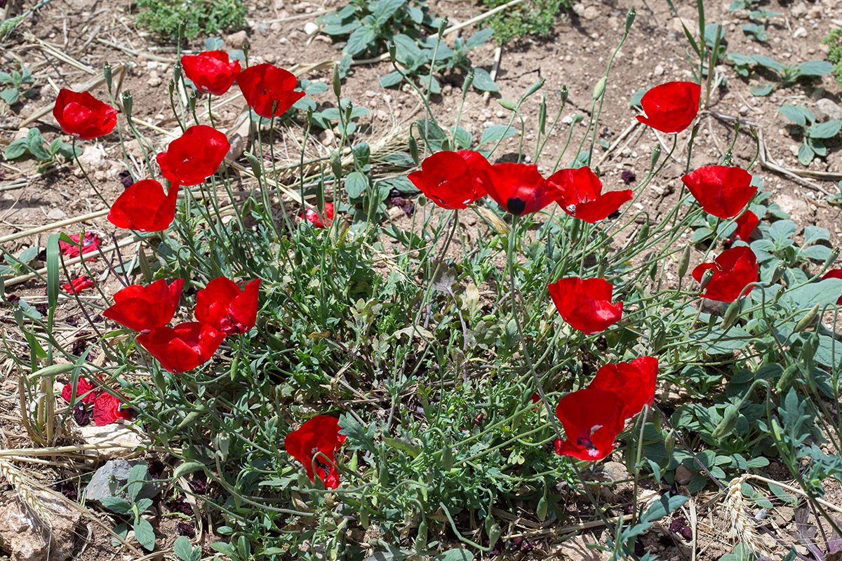 Изображение особи род Papaver.