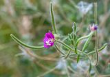 Epilobium hirsutum