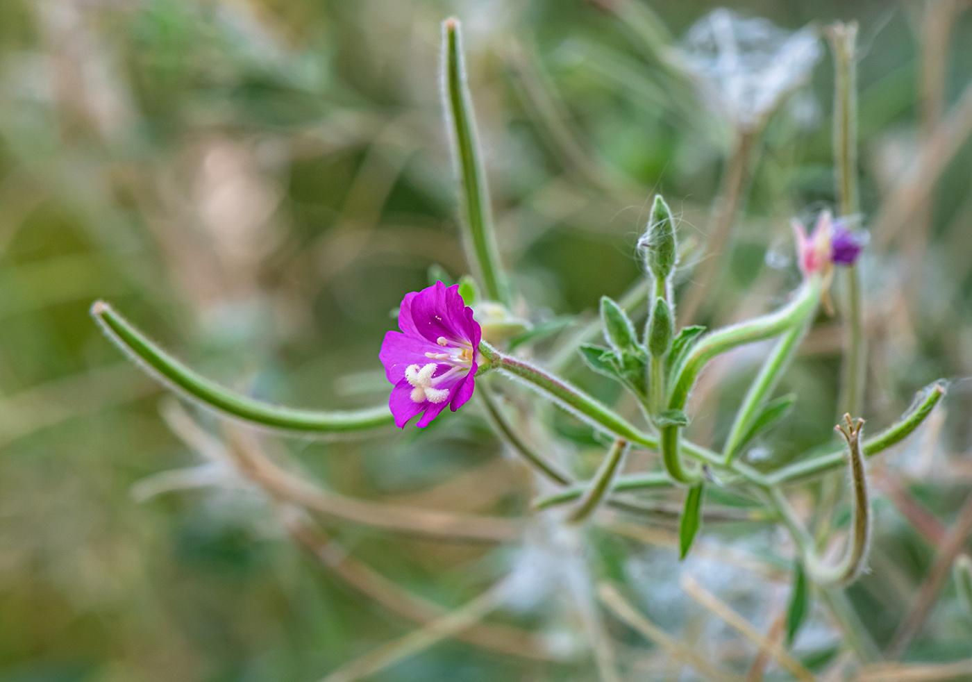 Image of Epilobium hirsutum specimen.
