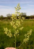 Thalictrum amurense