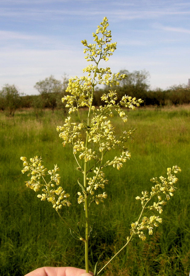 Image of Thalictrum amurense specimen.