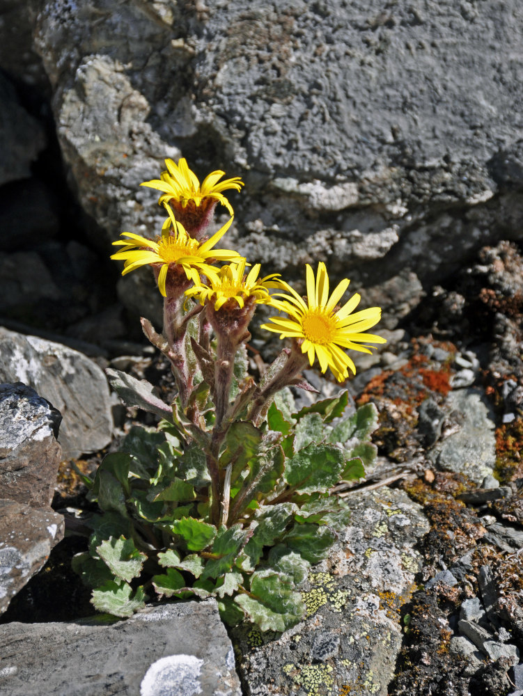 Image of Tephroseris pricei specimen.