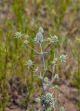 Eryngium planum